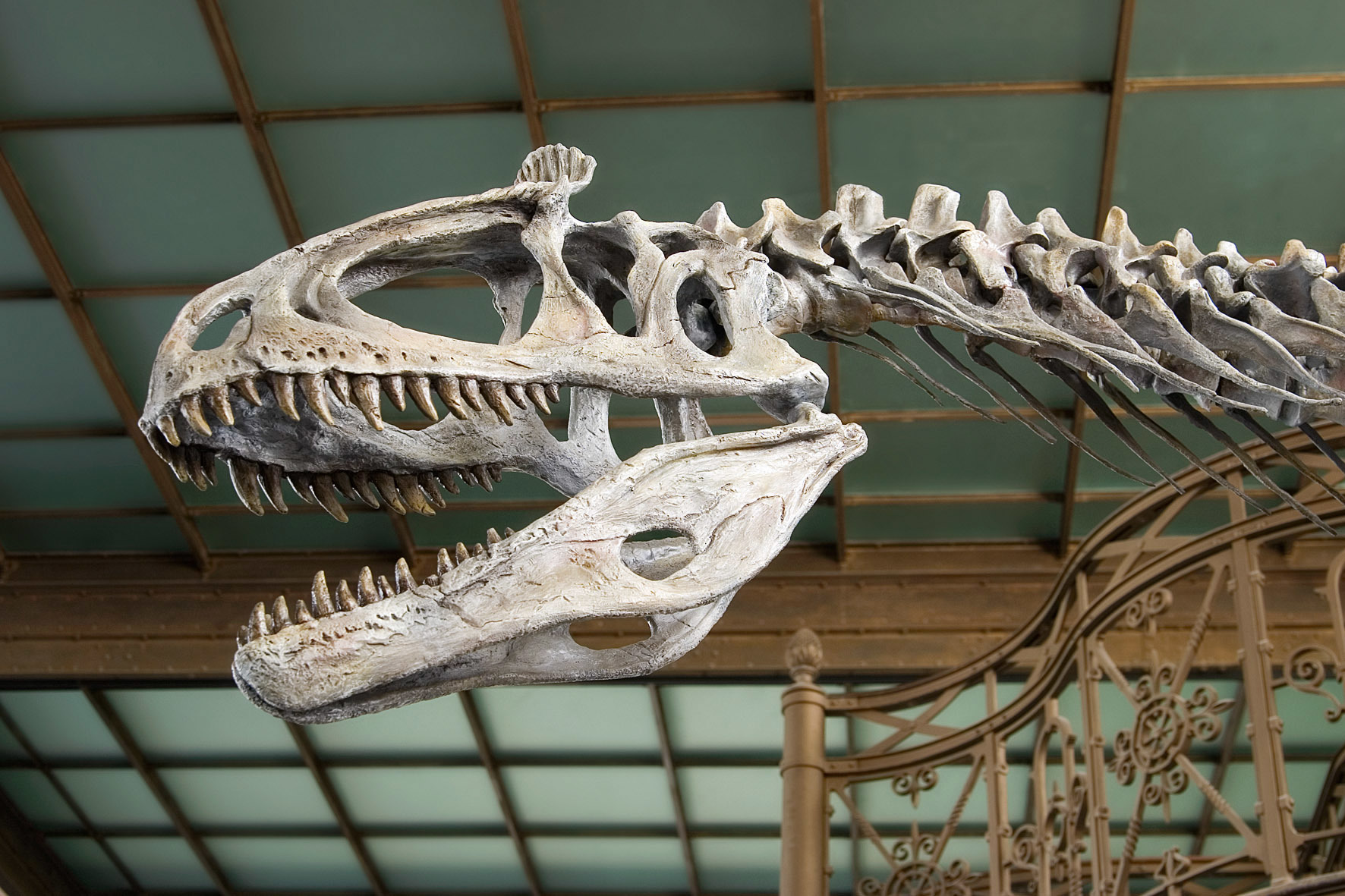 Dino tête Cryolophosaurus