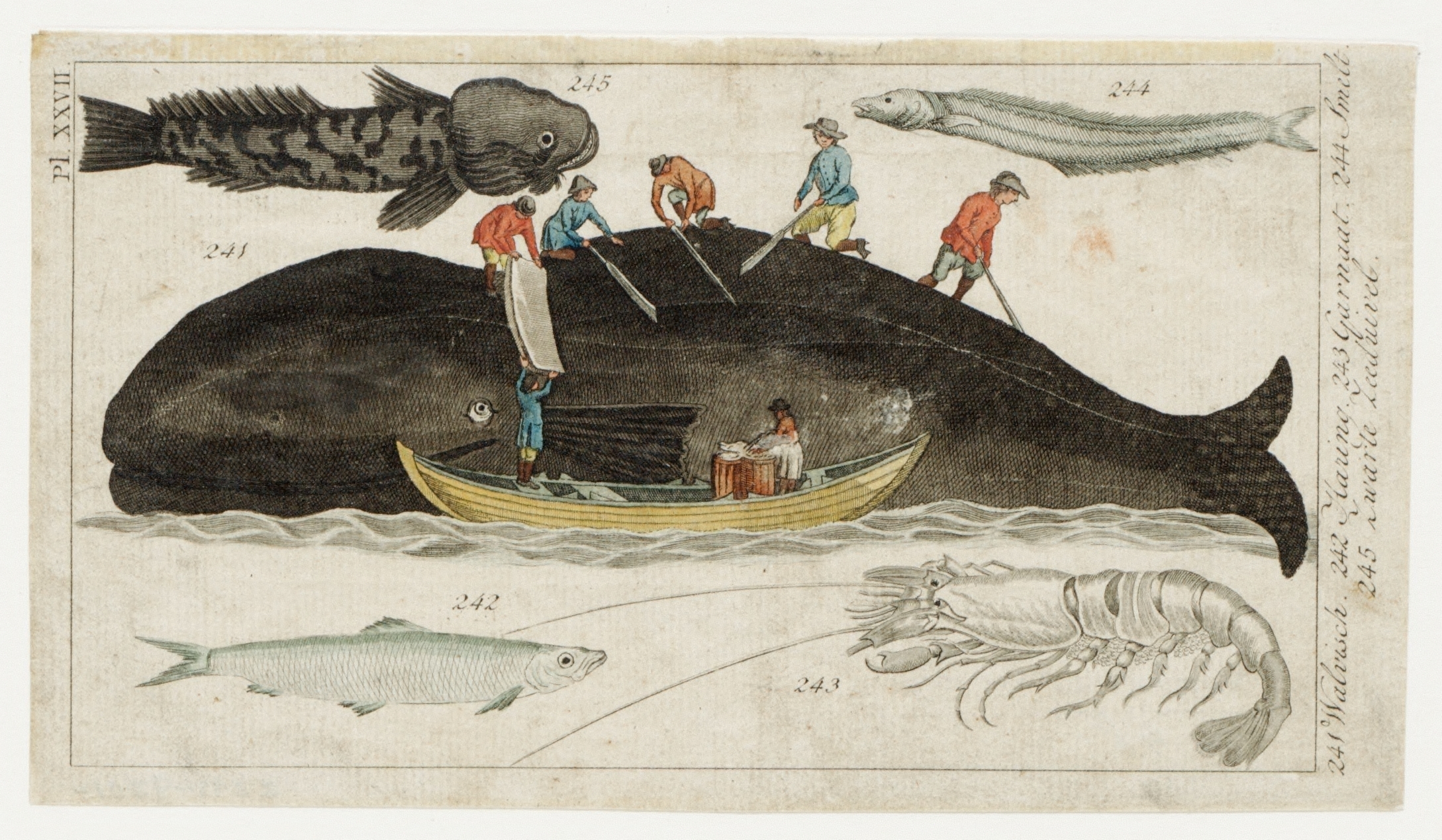 Afspekken van een walvis