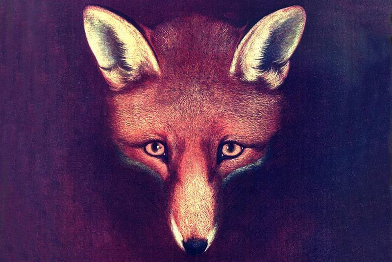 Meet reynard fox event